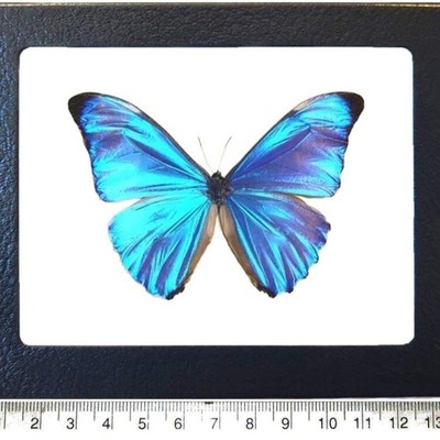Morpho aurora blue butterfly Peru FRAMED