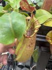 Nepenthes veitchii D ROOTED Basal — photo 6