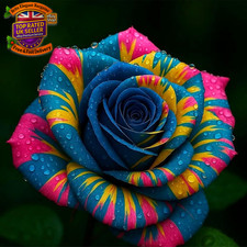 Rare Rose Bulbs Uk,Fragrant Flowers, Brilliant Rose Rhizome Bulk, Planting For