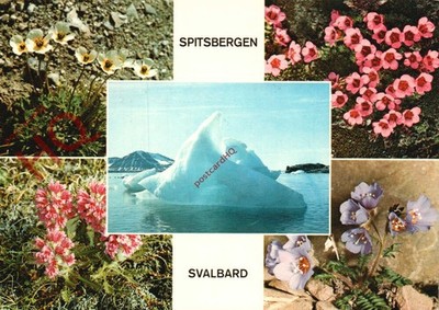 Postkarte__Spitzbergen (Multiview) Wilde Blumen und Eisfluss in der Königsbucht