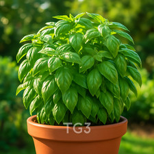 4000 GENOVESE BASIL SEEDS     LARGE LEAF  PESTO  NON-GMO  FREE SHIPPING