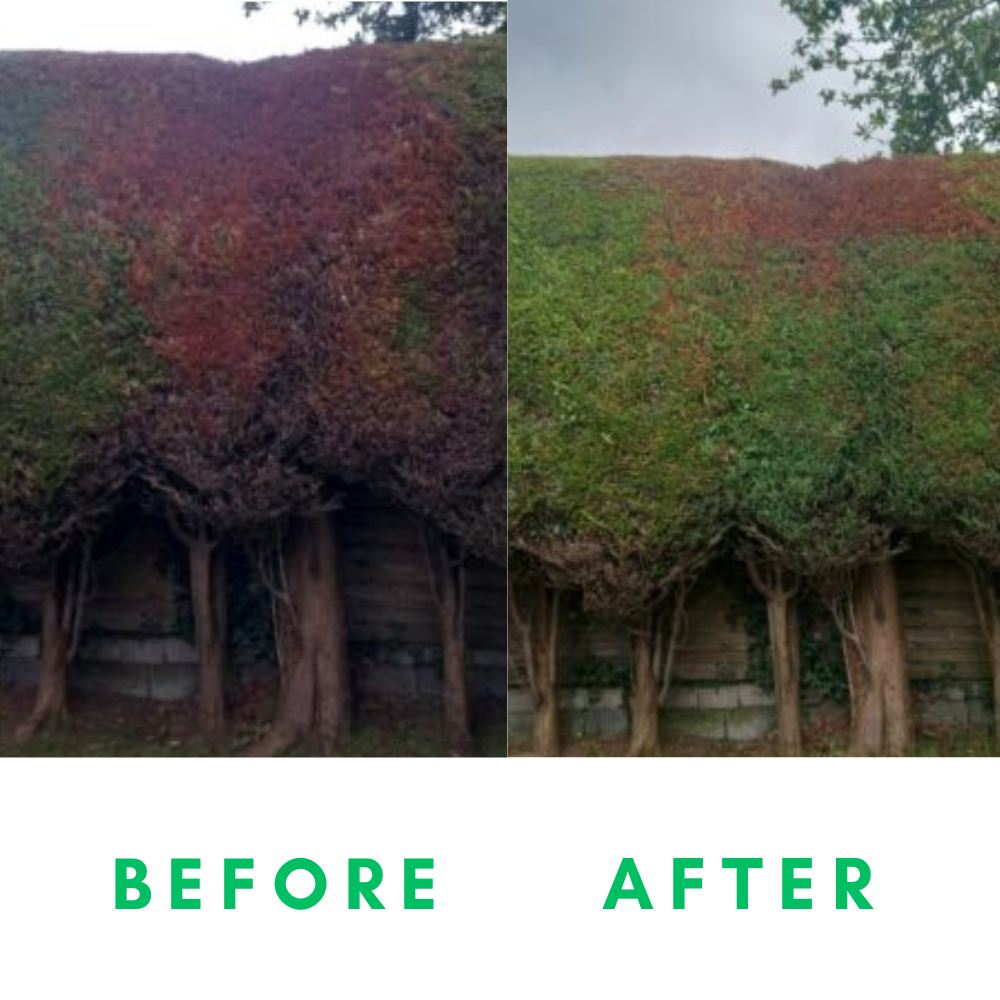 Dead Plant Reviver – Vernice Spray Verde Country Cottage Per Fogliame – 2 Pezzi – Ridà Vita A Siepi E Arbusti Secchi