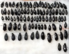 Carabidae SET 90 pcs. from Southern Ukraine