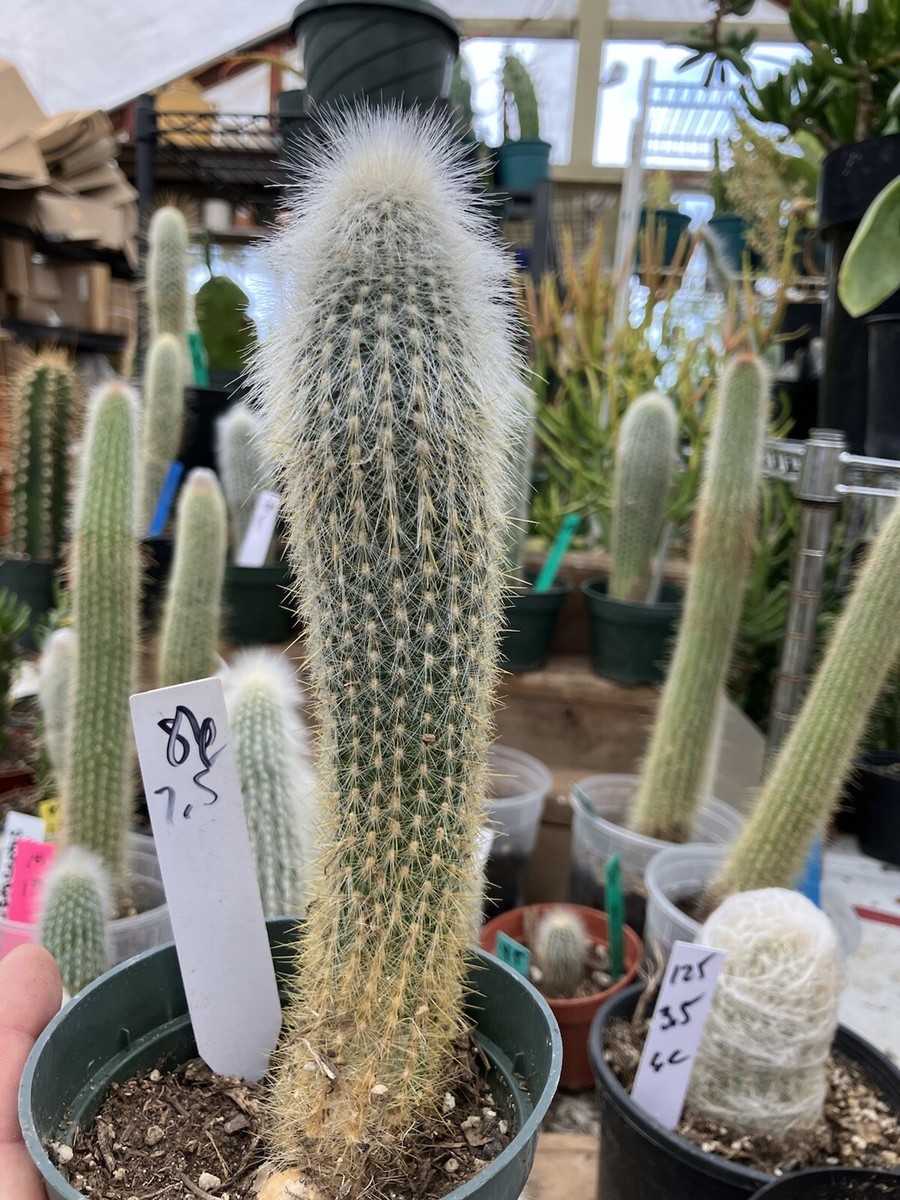 Cleistocactus tupizensis Silver Pole/Torch Cactus 7.5”Tall #86W | eBay