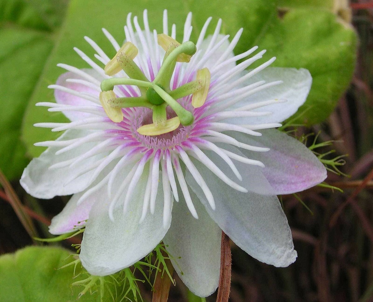 Passiflora foetida | Wild Maracuja| Bush Passion Fruit| 5_Seeds | eBay