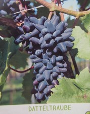 Vitis 'Datteltraube' blaue Traube Weinrebe Pflanze 90-110cm Weinstock Weintraube
