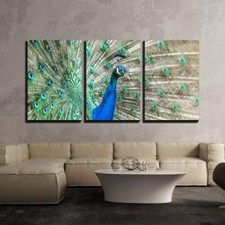 Wall26 - Peacock with Feathers Out - Canvas Art Wall Decor - 16"x24"x3 Panels