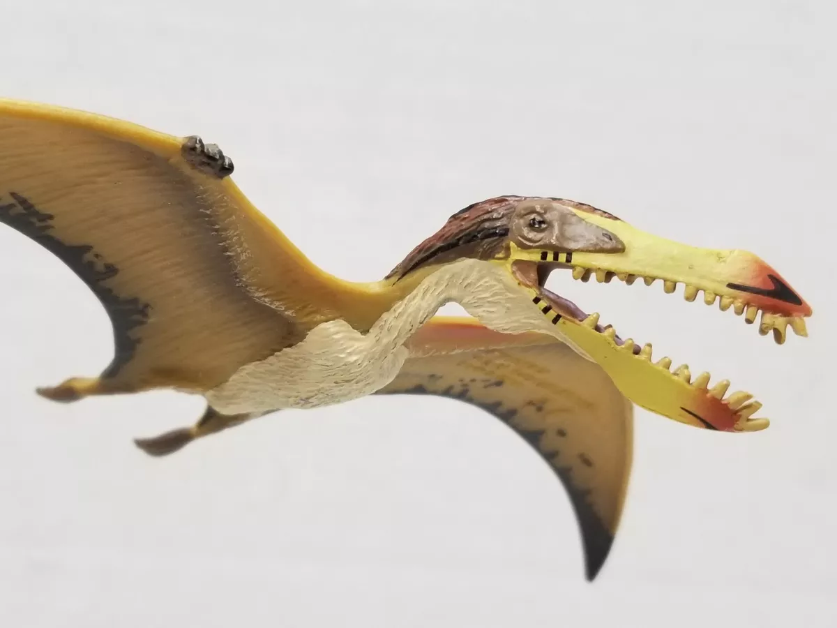 Pterodactyl or Pterosaur?