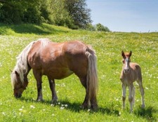 Aimant 3D Chevaux Haflinger Pour Réfrigérateur Tableau Aimanté