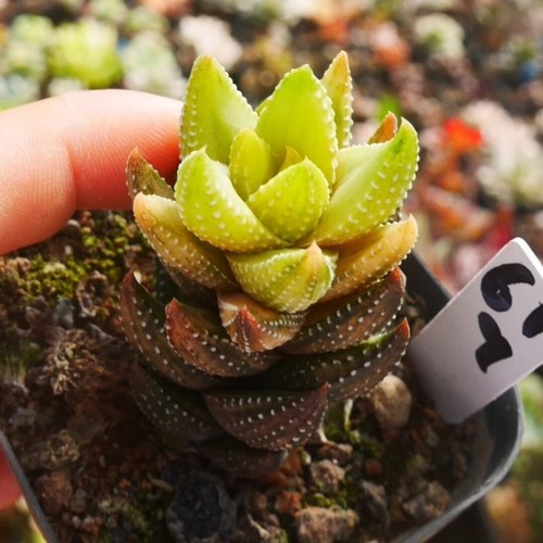 5CM Succulent Plant Haworthia Coarctata Variegated Liliaceae Home Garden Plant - Picture 5 of 9