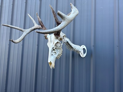 Vertebrae European skull mount, fully adjustable, black, bone, white, and bare