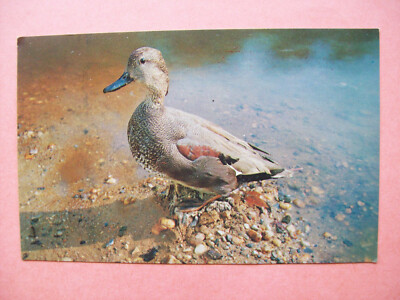 Greetings from BUNK HOUSE MOTEL POWERS LAKE, N.DAK POSTCARD