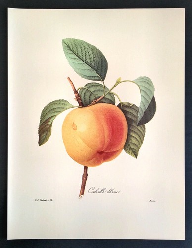 P J Redoute Fruit CRAB APPLE Botanical Art Vintage Book Plate Print 12 - Picture 3 of 3