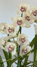 Cymbidium Barrita Ridge 'Summer'  1 1/2 Gallon Pot
