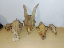 Collection de cranes (cabinet de curiosité)