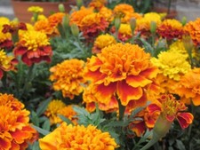 300 French Marigold Seeds, Sparky Mix, Beautiful Colors,  FREE SHIP  TRACKING