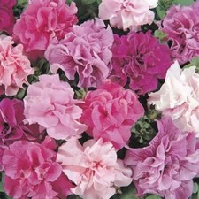 Petunia se ds 1000 se ds Petunia Terry Grandiflora, bulk organic SW1096 TRACK  