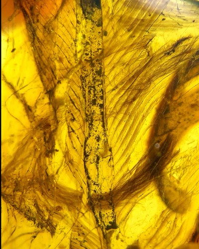 Burmese fossil burmite Cretaceous amber insect feather fossil amber Myanmar - Picture 4 of 8
