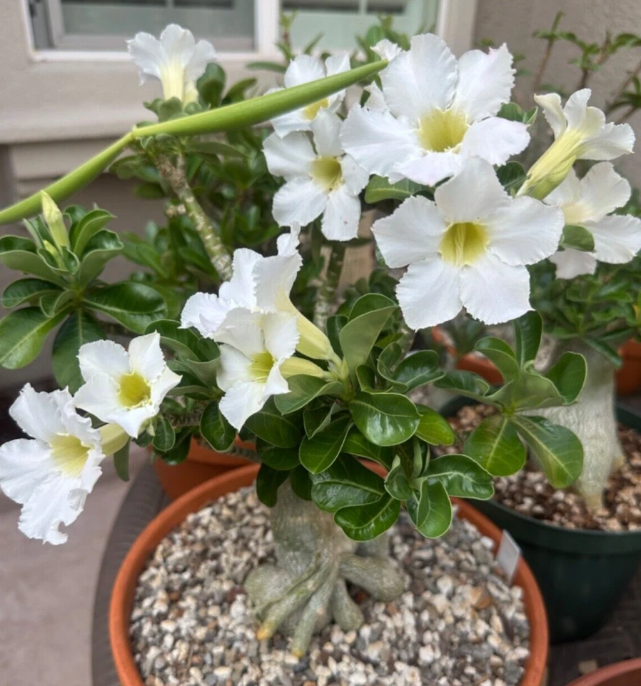 Twenty Adenium Obesum Seeds White Fresh! - Image 2 of 4