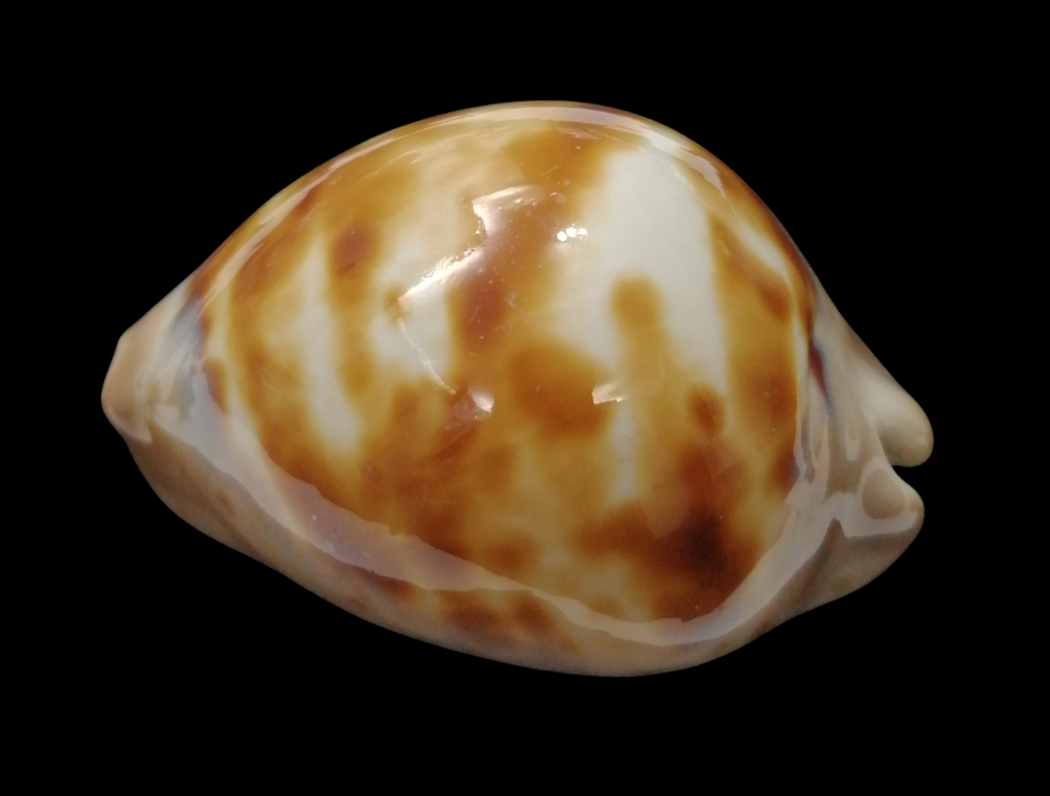 Ciondolo Ovale In Conchiglia Di Abalone Riempito In Oro 14 Carati - Foto 2