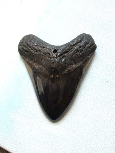 4 INCH BEAUTIFUL SYMMETRICAL HIGH POPLISHED FOSSIL MEGALODON SHARK TOOTH - Picture 2 of 11