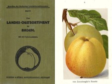 Pomologia/Frutticoltura - Blaser: l'assortimento di frutta Lades per bagno 40 tavole stampate a colori