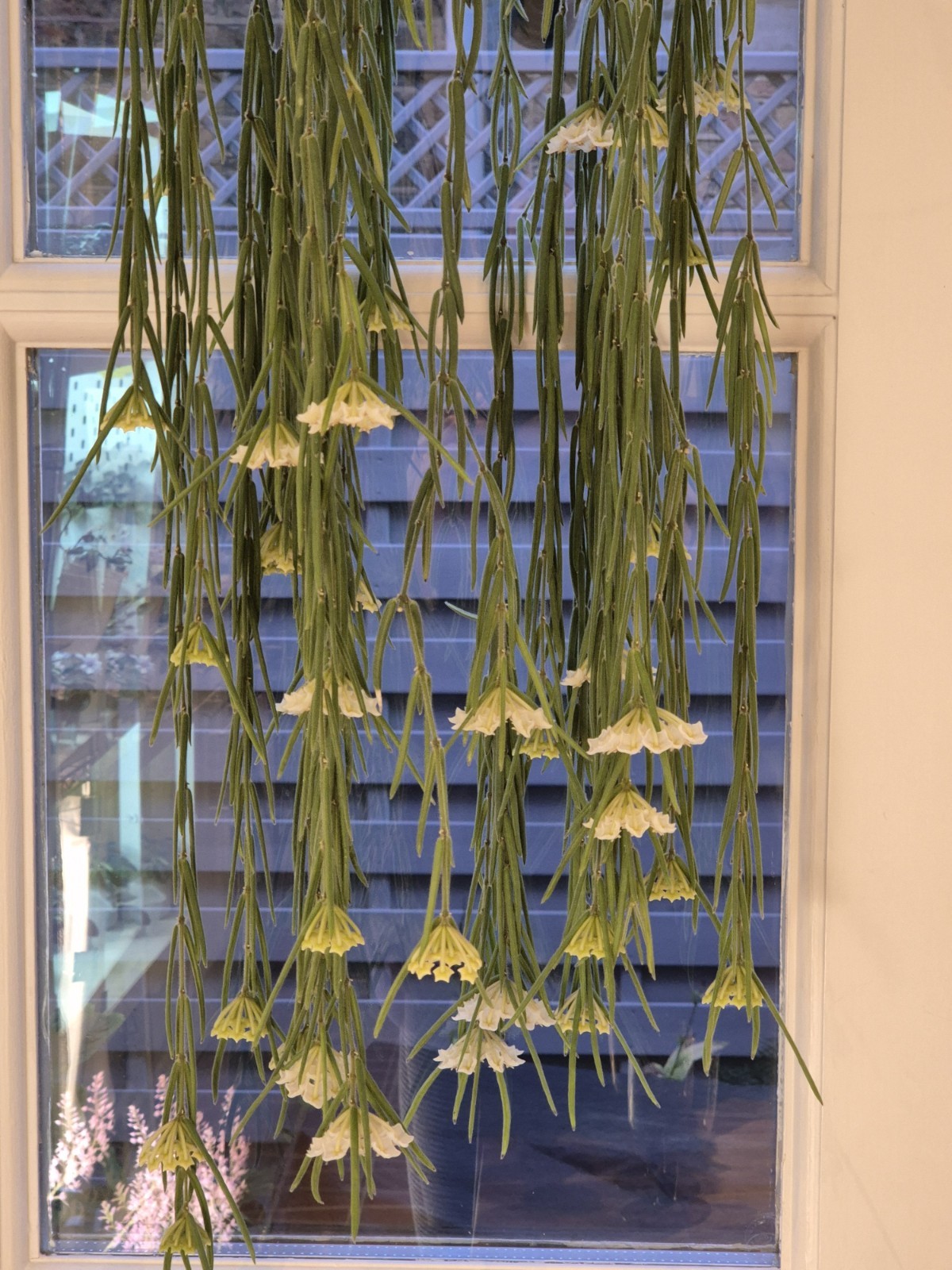 Picture 4 of 7