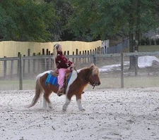 Brown Leather Poco Western Bridle & Reins Silver Ferrules MINI Horse Small Pony