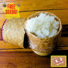 Fresh Thai White Sticky Rice Seeds | Nuo Dao Zhong Zi | Heirloom Non-GMO | Grain