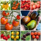 Ultimate Cherry Tomato Seed Combo Pack 500 Seeds 10 Varieties 50 Each Variety