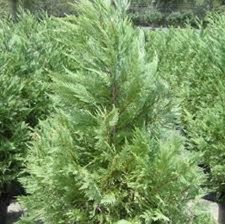 Leyland Cypress, five to 500 plants, FREE shipping