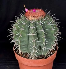 Melocactus concinnus, cephalium bearing cactus plant
