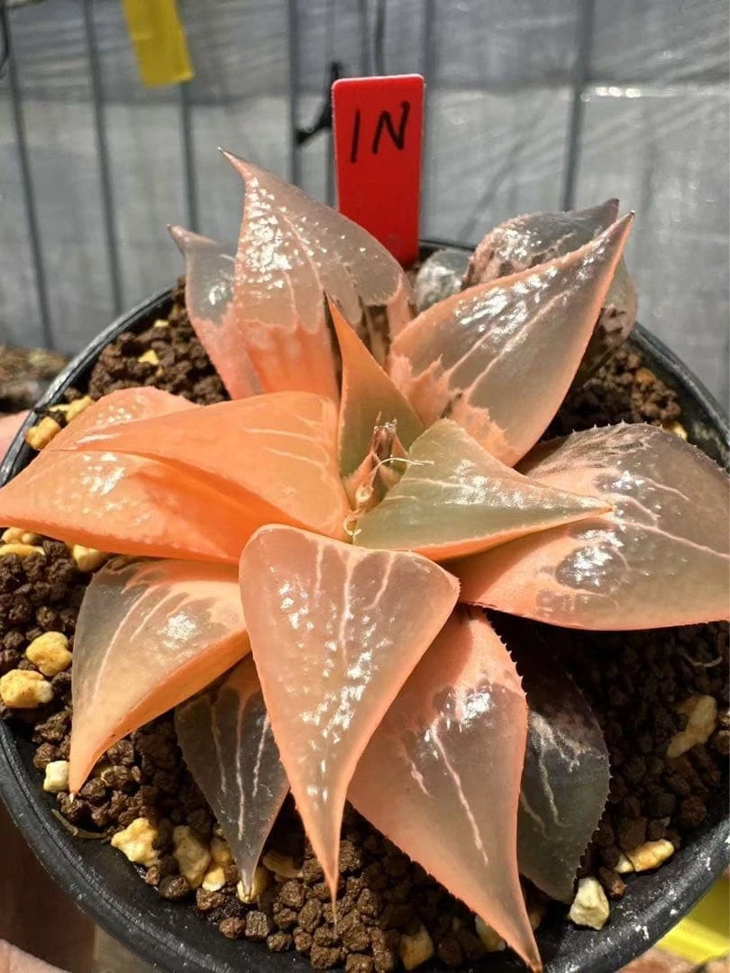Haworthia Badia Hybrid - Shuten-douji variegated Rare Succulent Plant
Opens in a new window or tab