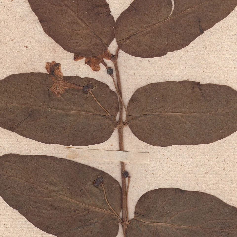 Antiguo espécimen científico de flor seca de herbario de 1790 #43 madreselva tártara Foto 2 de 3