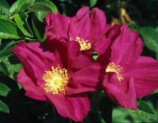 Red or White hedging rose rosa rugosa native hedgerow hedge plants