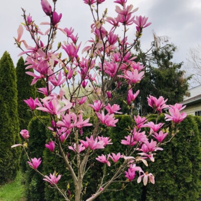 1 PACK 3  POT ANN STAR MAGNOLIA TREE GREENHOUSE BEST GIFT LIVE PLANT GUARANTEED