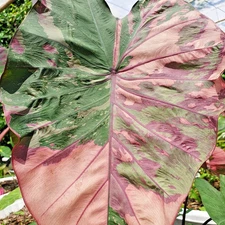 Colocasia Live Bulb Pink Wayu Tuber New Hybrid + Phytosanitary Certificate