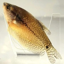 2.9" Real Fish in Crystal Clear Lucite Pearl Gourami Science Education Specimen