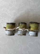 3pcs Rooted Sugarcane Cutting Ready To Plant Green Yellow Sugarcane Sweet Juicy