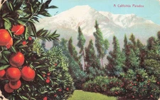 California Paradox Orchard Mountain Vintage Postcard