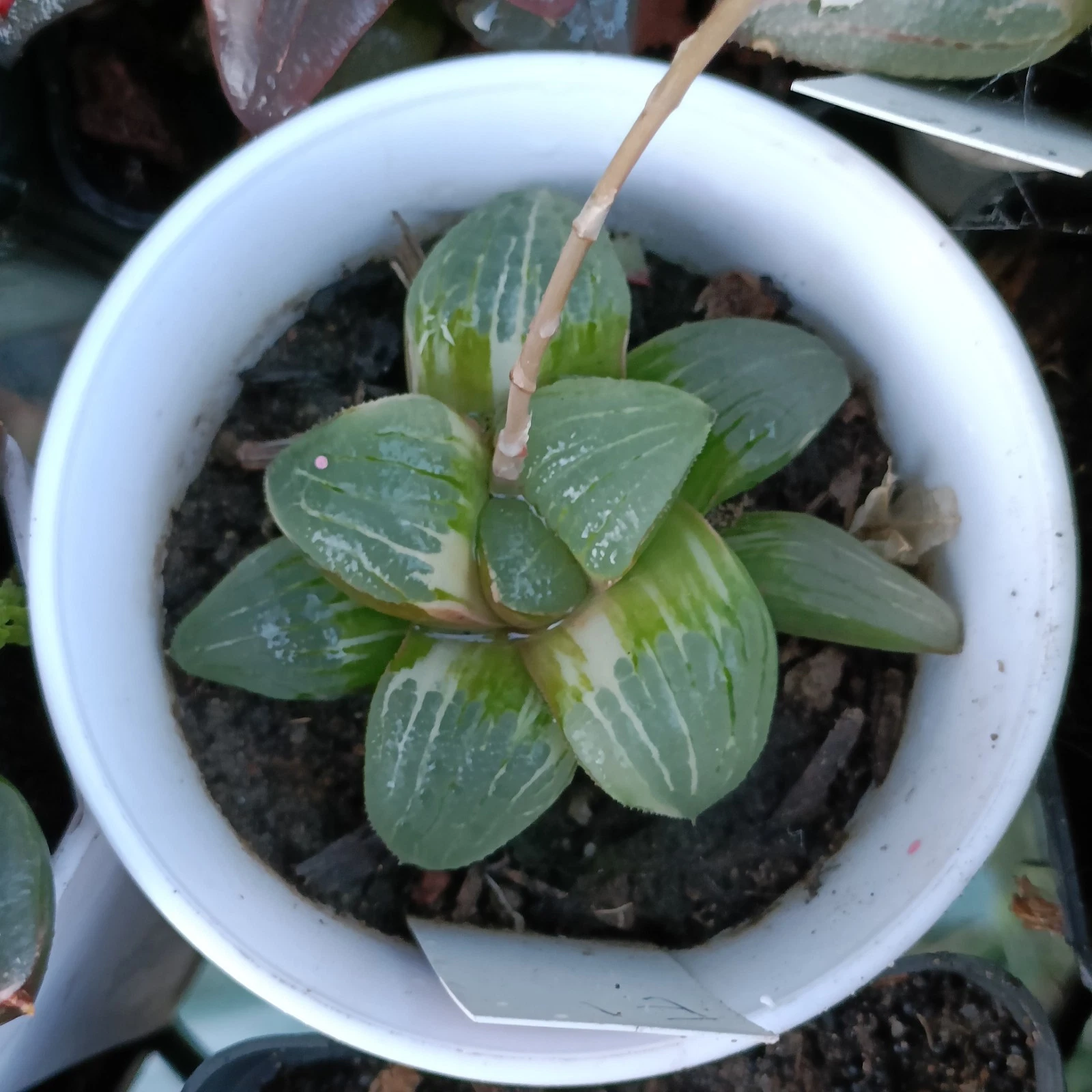 Haworthia Springbokvlakensis Hybrid VariegatedRare Succulent Plant
Opens in a new window or tab