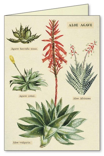 Cavallini - 8 Notecards - 4 Designs/2 Per Design - Cactus/Cacti/Succulents - Picture 5 of 7