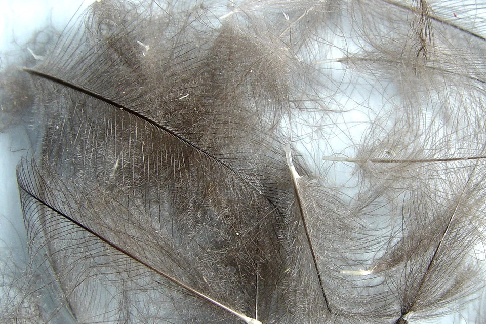 PECHETRUITE 1g Cul de Canard (CDC) Gris Foncé / Dark Grey 120 plumes montage mouche feather