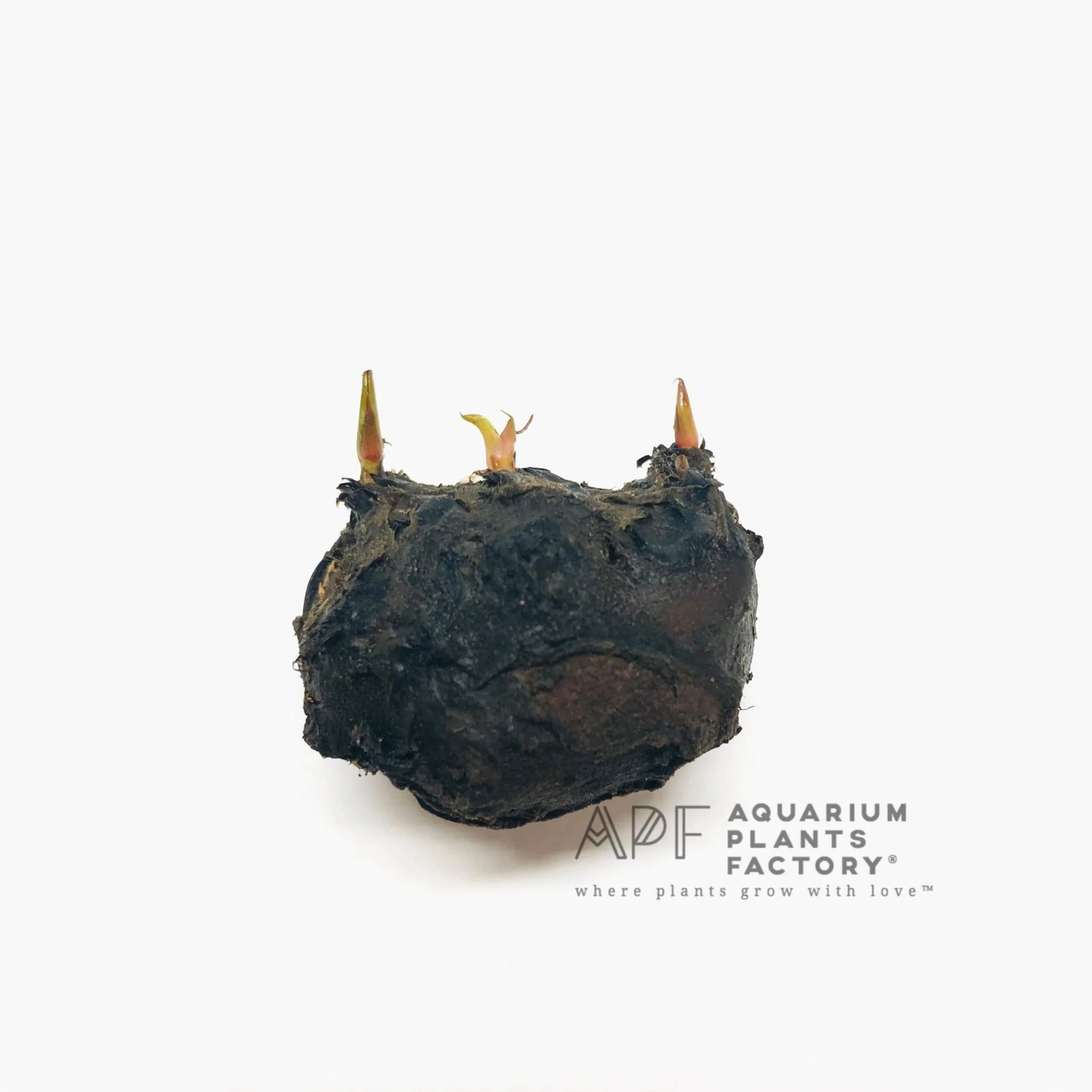 Nymphaea Rubra Aquarium Plants Factory® NMATH