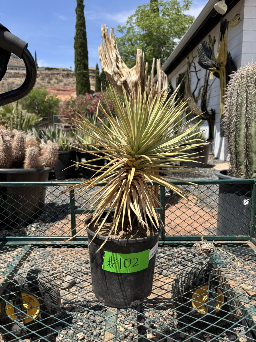 Yucca Houseplants for sale | eBay