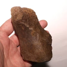 Triceratops Metacarpal Hand Bone Dinosaur Fossil CRETACEOUS Hell Creek Formation