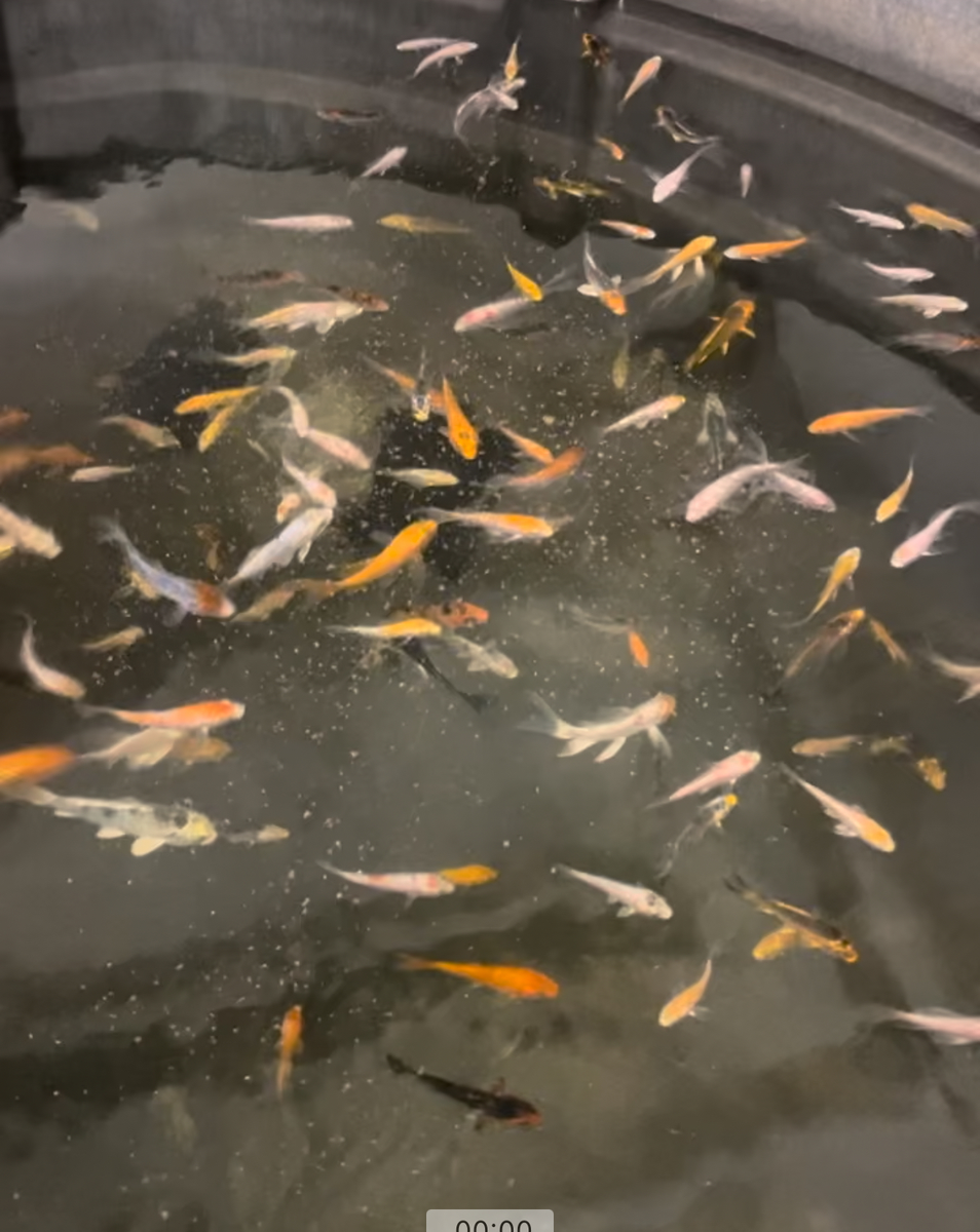 Fish Pond Buy Koi Fry Online Koi Fish Live Fish Fry For Sale Baby