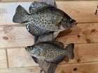 New Real Skin Pair Crappie Mount Taxidermy Wall Mount On Driftwood Art — photo 2