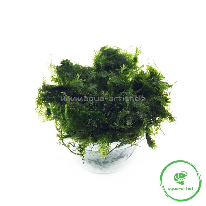 Phönix-Moos (Fissidens fontanus) Aquascaping garnelensicher pflegeleicht - Bild 2 von 4
