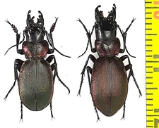Carabidae, Carabus (Cechenochilus) boeberi boeberi pair A1, N. Georgia